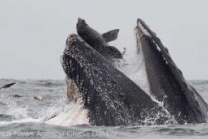 Fotografie rara: un leu de mare, surprins in timp ce a cazut in gura larg deschisa a unei balene