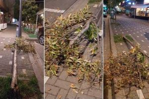 Știrea Ta| Tei tânăr, cumpărat cu lovele multe şi îmbătrânit prea devreme, căzut la pământ la Alba Iulia