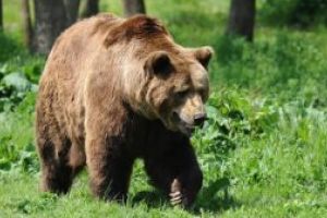 Comitetul pentru Situaţii Speciale de Urgenţă – măsuri pentru combaterea riscului generat de atacurile urşilor