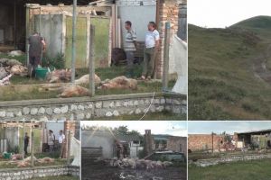 VIDEO. Cazul oilor lovite de fulger la Ighiu: Despăgubiri în limita posibilităţilor de la Primăria comunei, pentru păgubiţi