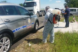 Au fost confirmate 17 focare de pestă porcină în judeţ. DSVSA dă vina pe crescătorii particulari