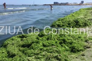 Imagini de pe plaja din Mamaia, invadata de alge