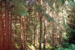 ATENȚIONARE pentru cetăţenii din Cugir: NU ADUNAȚI ciuperci sau fructe de pădure din zona Groşi. S-au efectuat stropiri cu insecticide pentru combaterea gândacilor de scoarţă