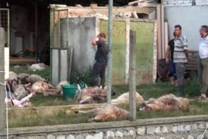 DSVSA Alba: Inspectorii sanitari au recoltat probe de la animalele moarte la Ighiu, iar cadavrele vor fi dirijate spre o unitate de neutralizare