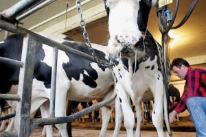 Unde-s mulţi, puterea creşte! Exemplul unei cooperative din Alba, sau cum o asociere de oameni gospodari poate aduce bunăstarea în mediul rural
