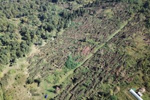 Dezastru în pădure: Bihorul, judeţul cu cele mai multe hectare de păduri distruse de vântul puternic (FOTO/VIDEO)