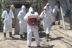 Focar nou de pestă porcină africană la Ghidigeni