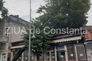 Prapad in Constanta!: Un copac a cazut peste o casa, pe bulevardul Tomis