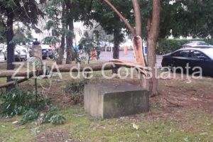 Constanta: Copaci rupti de furtuna, in parcul de la Primarie (galerie foto) 