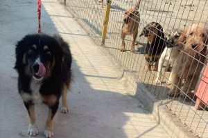 APEL. Free Life are nevoie de ajutor. Nu mai poate prelua puii abandonaţi