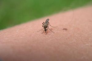 Mergi în vacanţă în Grecia? Atenţie la ţânţari! MAE avertizează că există riscul contractării virusului West Nile