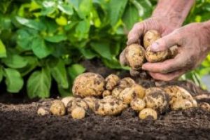 Suprafaţa cultivată cu cartofi, în creştere