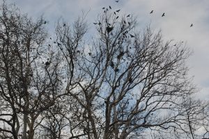 Primăria Satu Mare continuă acţiunile de alungare a ciorilor din Grădina Romei