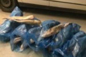 Peste 100 de kilograme de peşte transportat ilegal! Captura aparţinea unui cărăşean