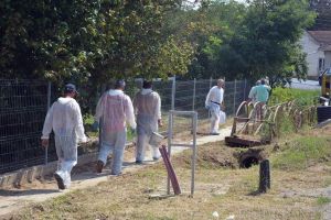 10 noi focare de pestă porcină, în Bihor. În ce localităţi au fost depistate acestea