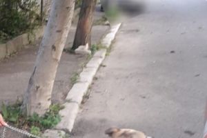 Accesul cainilor periculosi in locuri publice, fara botnita, sanctionat cu amenda de Politia Locala