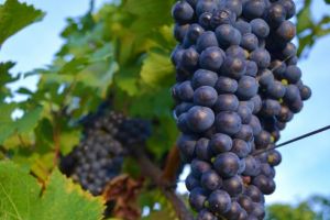 Cum se produce vinul roze în propria gospodărie