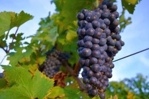 Cum se produce vinul roze în propria gospodărie – Sfaturi de la specialiştii Jidvei