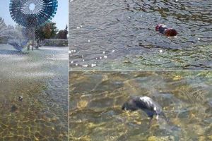 VIDEO ȘTIREA TA: “Tragedie” la “ştrandul” ad-hoc din Parcul Unirii. Un îmblănit înecat în singura “piscină publică” din Alba Iulia