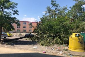Echipele Primariei Constanta continua inlaturarea copacilor cazuti in urma furtunii din weekend