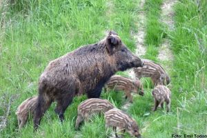 DÂMBOVIȚA: Se extinde pesta în alte două localităţi. Suspiciune şi pe două fonduri de vânătoare
