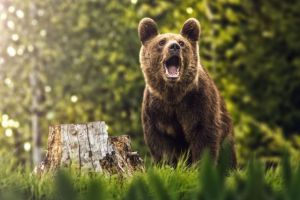 Un urs a alertat astă-noapte sătenii şi autorităţile din Păuleni-Ciuc