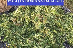 Cultură de canabis, descoperită în Bistriţa-Năsăud. Două persoane au fost reţinute (FOTO)