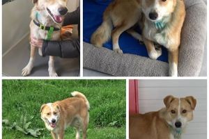 Gest RESPECTABIL! Un câine grav RĂNIT a fost SALVAT de un grup de români