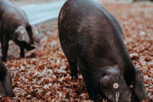 IMPORTANT! Măsuri de prevenţie pentru stoparea răspândirii pestei porcine în oraşul Ineu