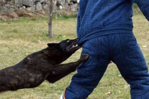 Un bărbat din Sântandrei, care a fost închis pentru omor, a fost condamnat la 11 luni de închisoare după ce şi-a asmuţit câinele pe un amic de pahar
