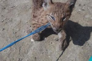 Pui de râs torturat şi omorât de către doi indivizi. S-a început o anchetă