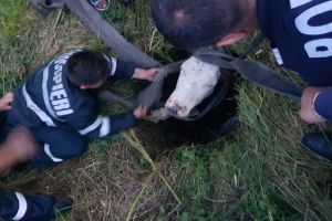 FOTO Vacă căzută într-o fântână adâncă de şase metri – Au scos-o pompierii