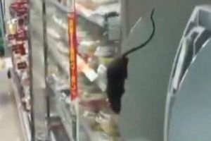 VIDEO: Supermarket invadat de şobolani