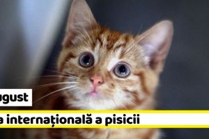 8 august: Ziua internaţională a pisicii