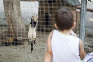 Surprize la Zoo Timişoara, de Ziua Internaţională a Grădinilor Zoologice