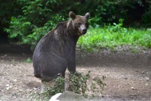 A fost relocat ursul periculos de la Râşnov