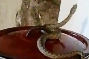 Cu vipera pe aragaz! Atenţie dacă aveţi drum în Banat, şerpii veninoşi au ajuns să intre în case (VIDEO)