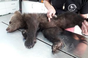 Povestea unui pui de urs orfan, muşcat de o ursoaică