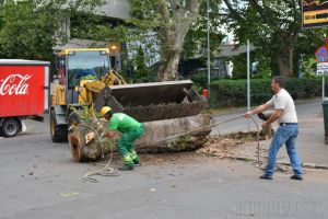 Au început defrişările de pe Aleea Ştrandului, pentru pasajul Magheru. Primii arbori au fost doborâţi (FOTO / VIDEO)