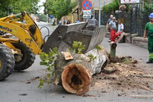 Au început defrişările de pe Aleea Ştrandului, pentru pasajul Magheru. Primii arbori au fost doborâţi joi (FOTO / VIDEO)