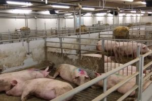 Alertă în Prahova, după ce au apărut focare de pestă la câţiva kilometri de o fermă cu aproape 9.500 de porci