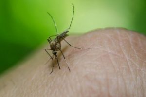 Creşte numărul cazurilor de infecţie cu virusul West Nile. Unde s-a înregistrat virusul