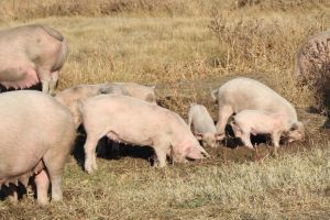 Focar nou de pestă porcină africană la marginea comunei Munteni