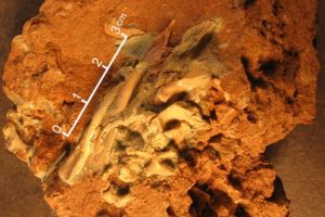 FOTO- Expoziţie de cuiburi reale de ouă de dinozaur, la Dino Parc