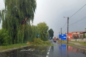 VIDEO FOTO O furtună rapidă a produs panică la Sibiu – Copaci căzuţi pe strada Malului