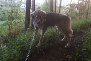 Voineşti: S-a pierdut Aki, un ciobănesc carpatin de opt luni!