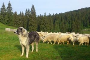 Câinii lăsaţi liberi vă pot trimite la puşcărie!