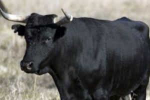 Persoana lovita de un taur, intr-o zona dificila de pe Valea Viseului