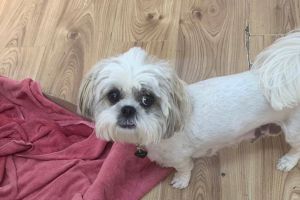 A fost găsită căţeluşa Masha, căutată de o familie din Botoşani. „Pretindeau că au cumpărat-o cu 300 de lei. Sper să aprecieze că nu am făcut plângere”
