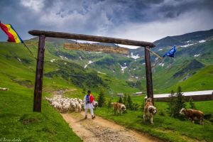 Ce impozite au de plătit statului crescătorii de oi din Bistriţa-Năsăud